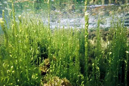 海洋植物有哪些