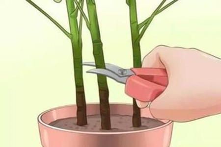 鸭脚木怎么养殖
