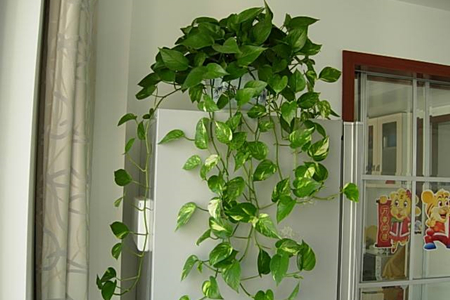 室内可以种植的植物有哪些