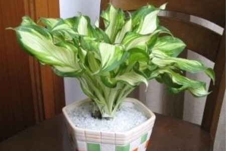 玉簪花怎么养开花