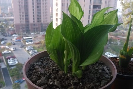 玉簪花怎么养开花