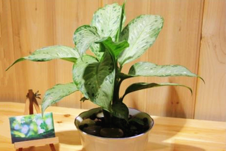 室内可以种植的植物有哪些