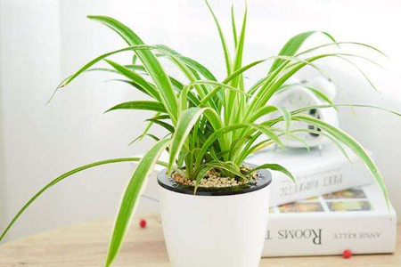 室内可以种植的植物有哪些