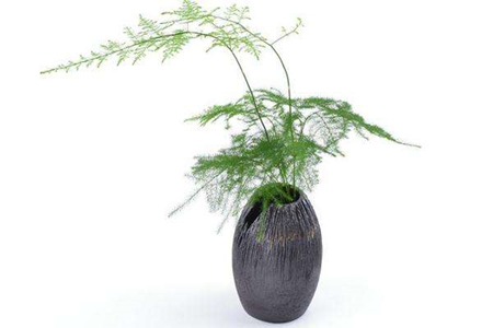 室内可以种植的植物有哪些
