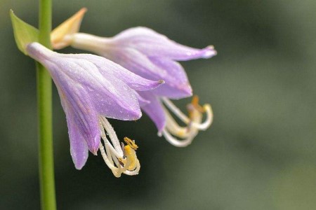 玉簪花怎么养
