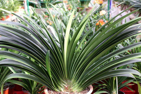 室内可以种植的植物有哪些