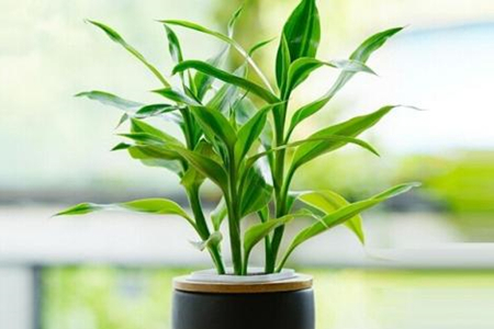 室内可以种植的植物有哪些