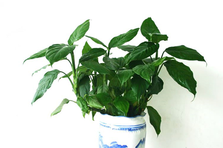 室内可以种植的植物有哪些