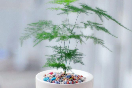 多年生草花有哪些