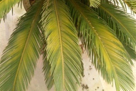 铁树怎么养