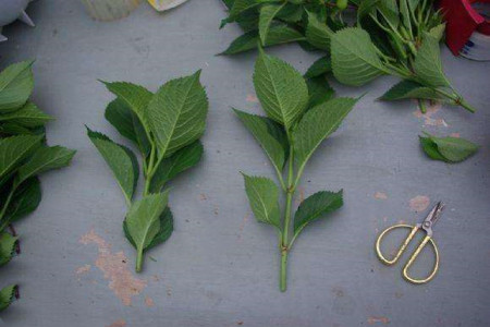 绣球花怎么水培生根