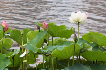 莲花什么时候开花