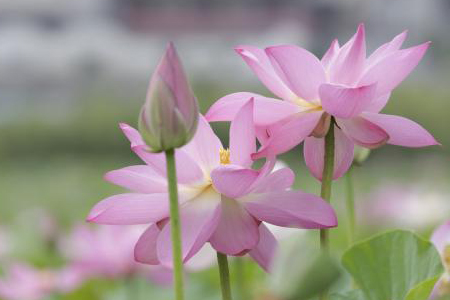 莲花什么时候开花