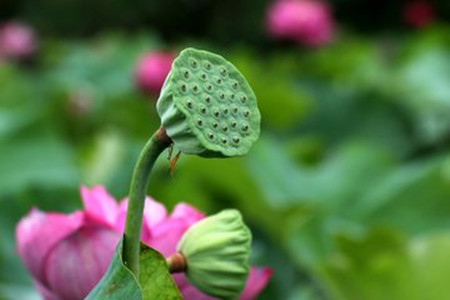 莲花什么时候开花