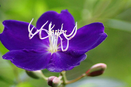 紫蝴蝶花怎么养