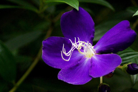 紫蝴蝶花怎么养