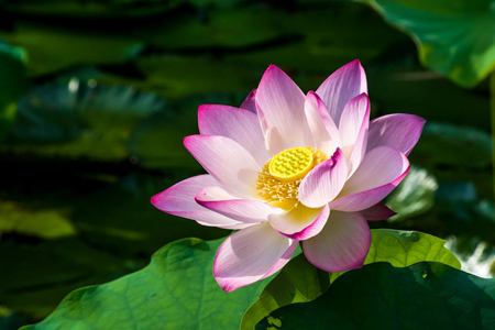 莲花什么时候开花