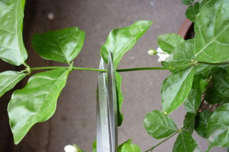茉莉花盆栽怎么养
