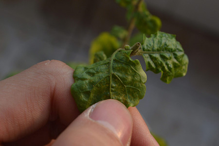 茉莉花盆栽怎么养