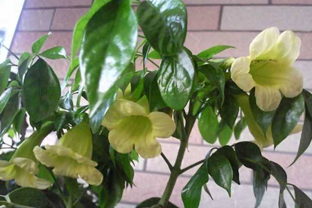 幸福树会开花吗
