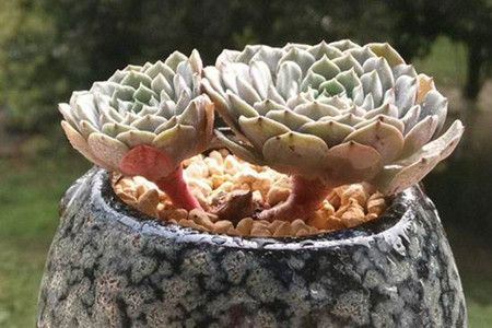 热天多肉植物怎么养