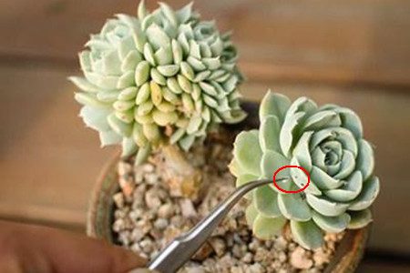 热天多肉植物怎么养