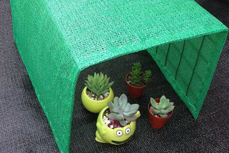 热天多肉植物怎么养