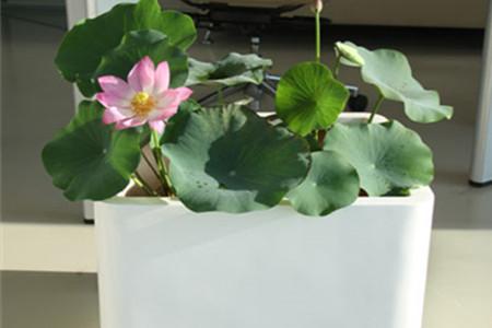 荷花几月份开