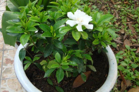 家养栀子花怎么施肥