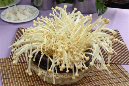 金针菇怎么种