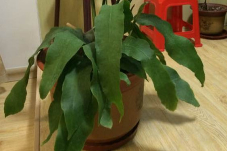 昙花叶子蔫皱解决办法