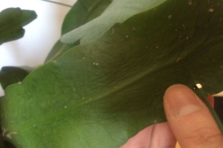 昙花叶子蔫皱解决办法