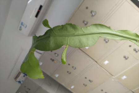 昙花叶子蔫皱解决办法