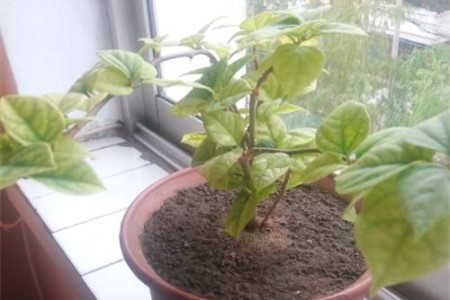 三角梅不开花光长叶子是啥原因