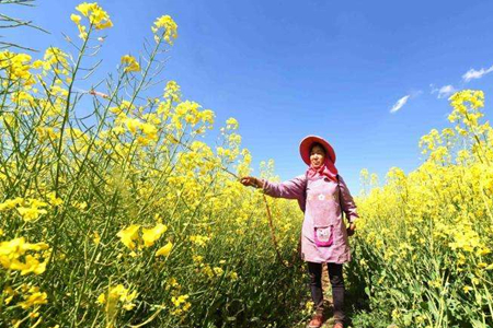 油菜花什么时候开