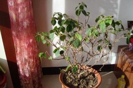 三角梅不开花光长叶子是啥原因