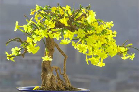 迎春花怎么让主干长粗
