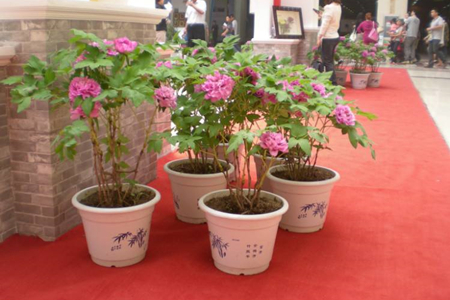 牡丹花怎么种