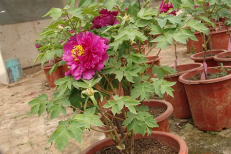 牡丹花怎么种
