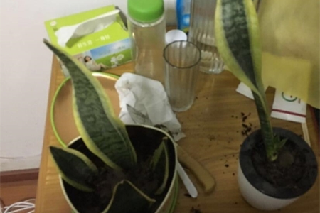 虎皮兰怎么分株