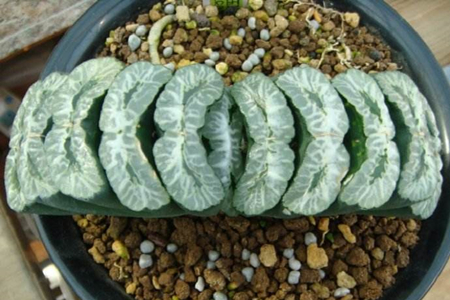 多肉植物有哪些品种