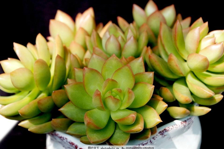 多肉植物有哪些品种