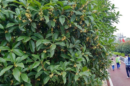 桂花树什么时候剪枝