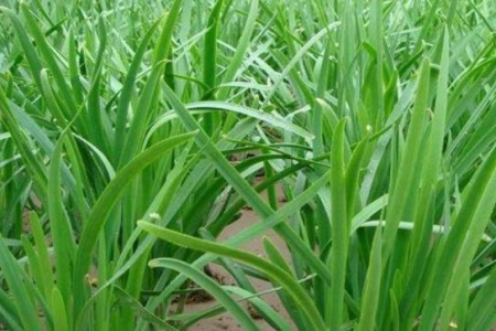 怎么让韭菜越长越粗