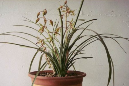 兰草花怎么养殖