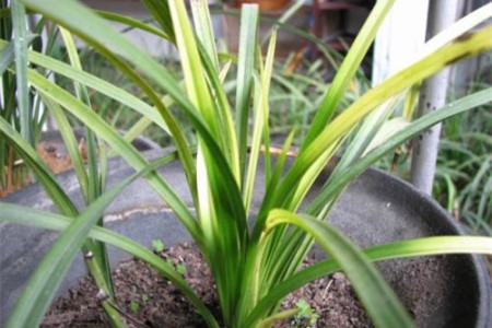 兰草花怎么养殖