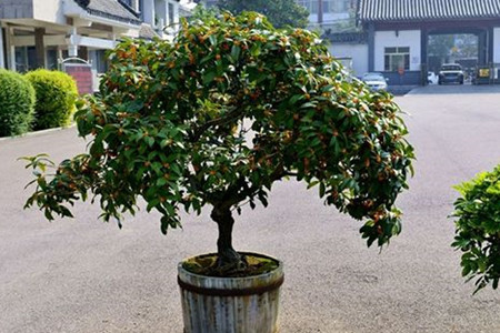 桂花养殖办法和注意些什么
