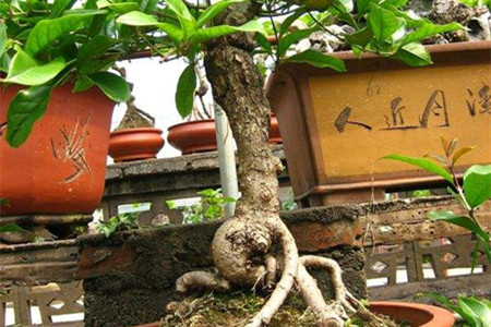 桂花养殖办法和注意些什么