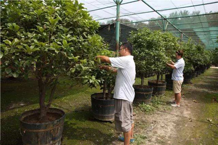 桂花养殖办法和注意些什么