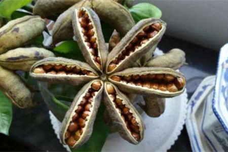 牡丹花种子什么时候种